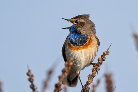 Blauwborst zingt erop los.