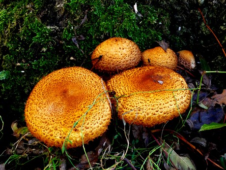 Parasolzwam (macrolepiota).
