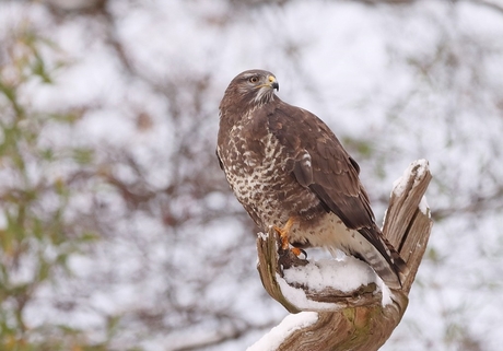 Buizerd.