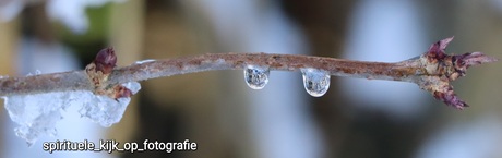 Winters takje met bevroren druppels