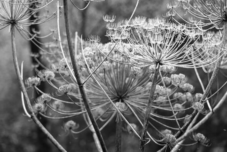 Autumn in black and white...