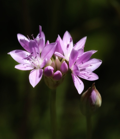 Springflower
