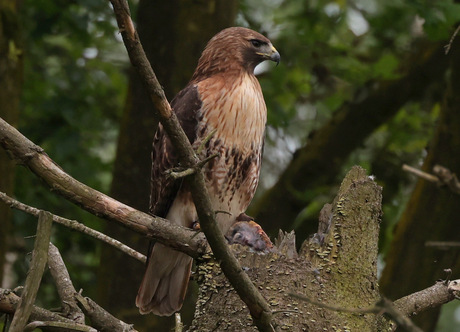 roodstaart buizerd