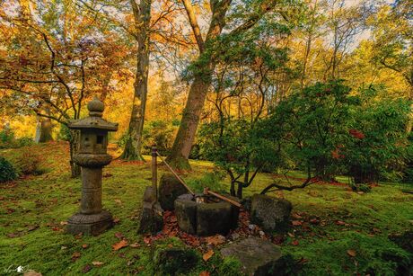 Japanese garden in autumn