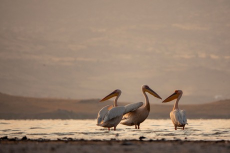 Roze pelikanen tijdens het gouden uurtje