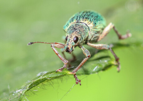 groene snuitkever