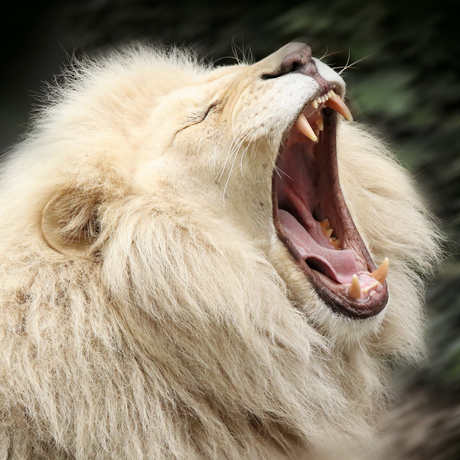 African white lion