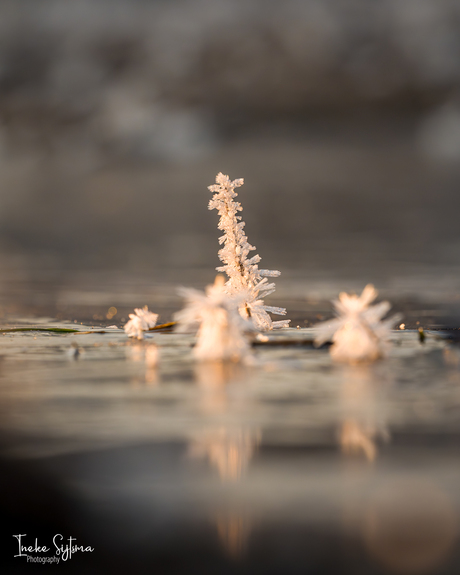 IJskristallen op gras