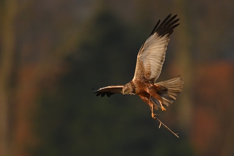 Nestbouw Bruine kiekendief 