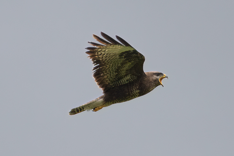 Buizerd