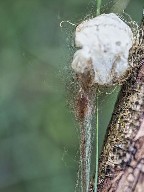 Wie het weet mag het zeggen.