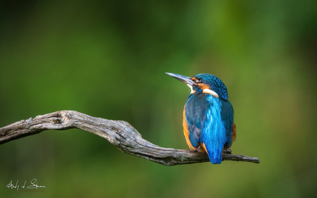 ijsvogel