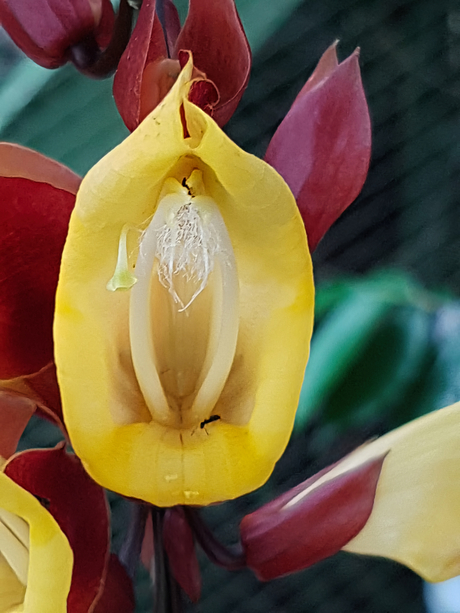 Thunbergia mysorensis - Mysore winde 1