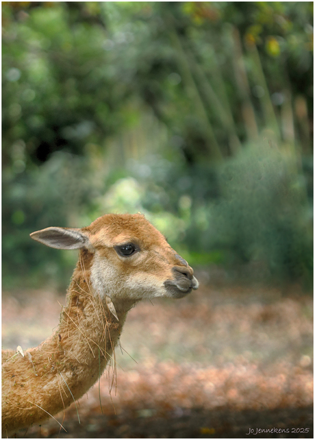 Zo verschijn je toch niet op de foto....?