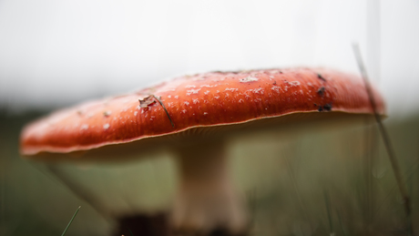 Dromerige Paddestoel 