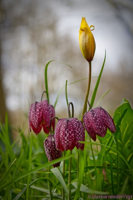 Een natuur bouquet voor jou