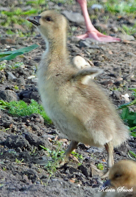 "I'm thiiiiiiis big....."