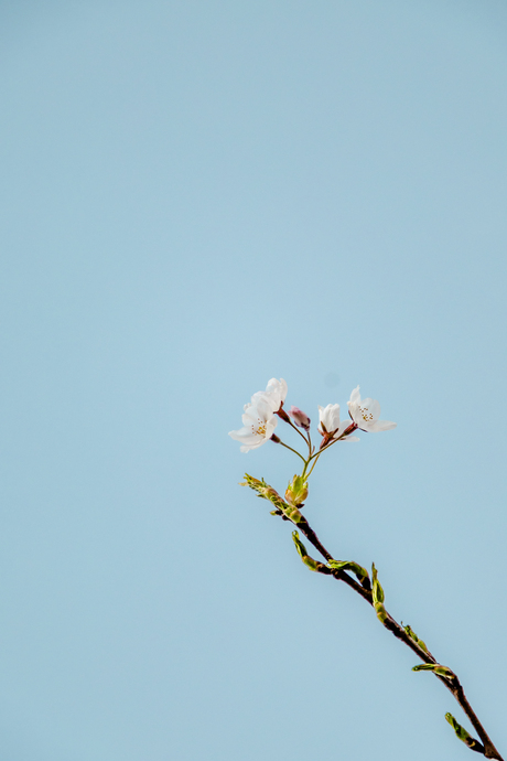 Japanse kersenbloesem