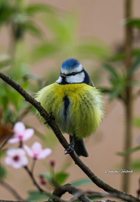 Fluffy model...