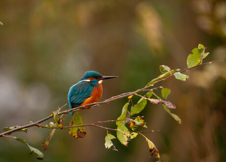 Ijsvogel