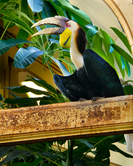 Jaarvogel
