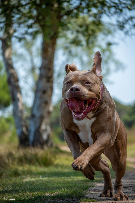 Roxy