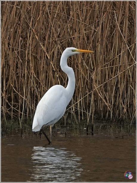 Grote Zilverreiger …