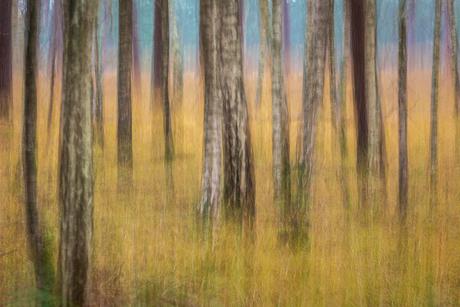 fijne kleurtjes op een regenachtige dag in de Loonse en Drunense Duinen