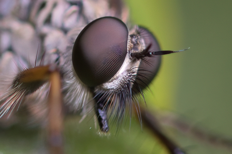 Roofvlieg