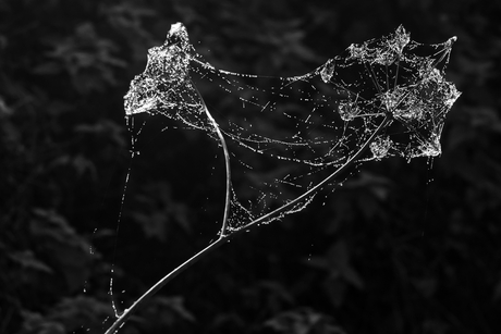 spinnenweb met dauw