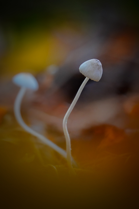 Mycena