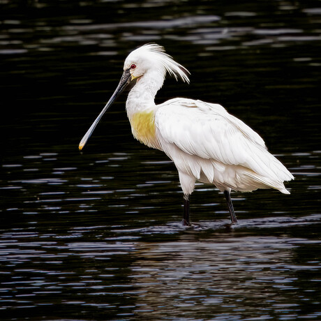 De lepelaar (Platalea leucorodia)