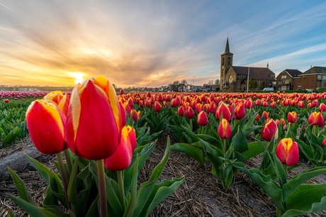 Tulpen bij zonsondergang