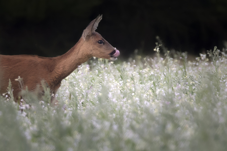 Nature's Snack