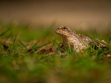 De bruine kikker