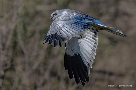 Blauwe Kiekendief