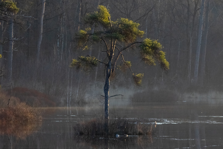 Summerlandschap
