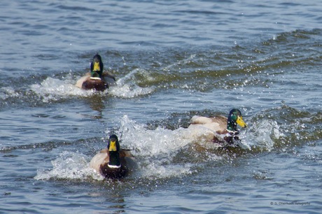 Wilde mannen