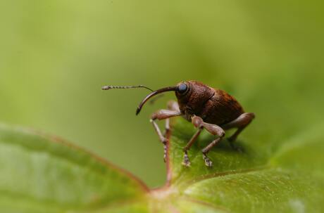 Snuitkever op groen blad
