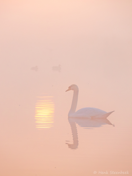 Zwaan in de mist