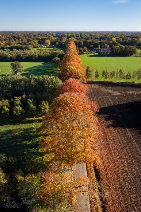 Bomenrij in de Herfst
