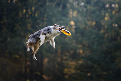 Frisbeedog