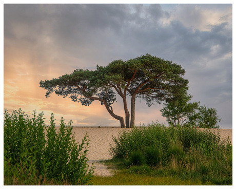 Magic Tree