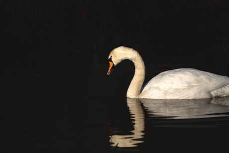 Black swanlake