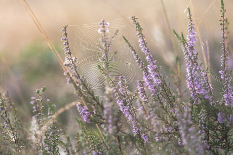 spinnetje op de heide