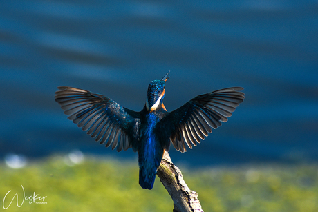 IJsvogel