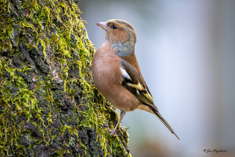 vink