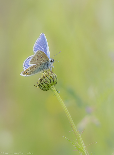 Icarus Blauwtje