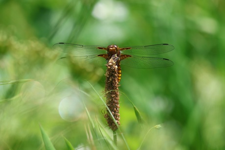 Libelle aan de oever, vooraanzicht