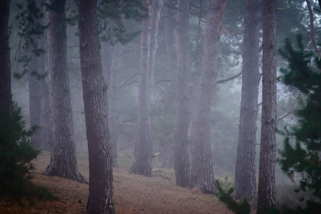 Mist in het bos